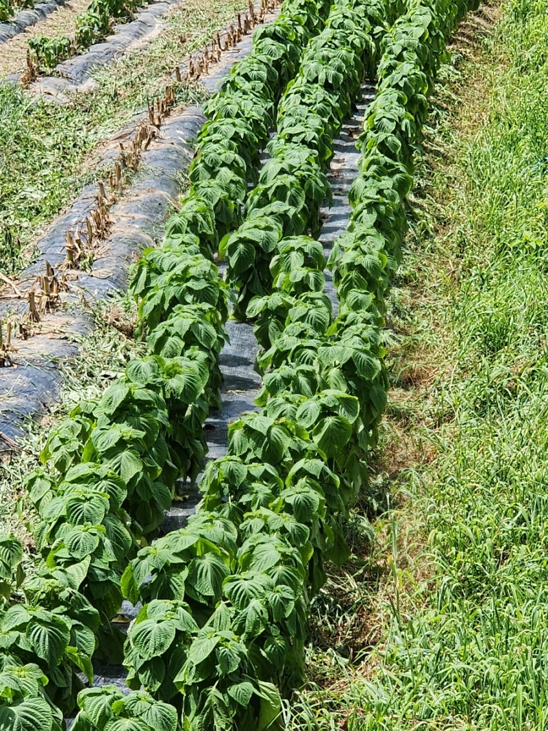 만복래 풍경 사진